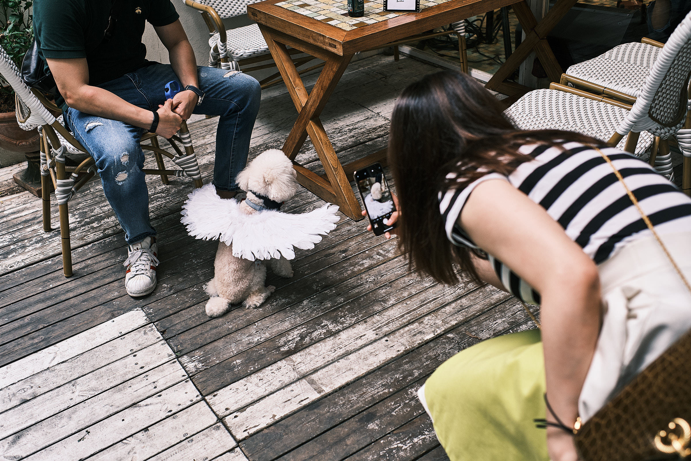 Puppy At Wedding Reception