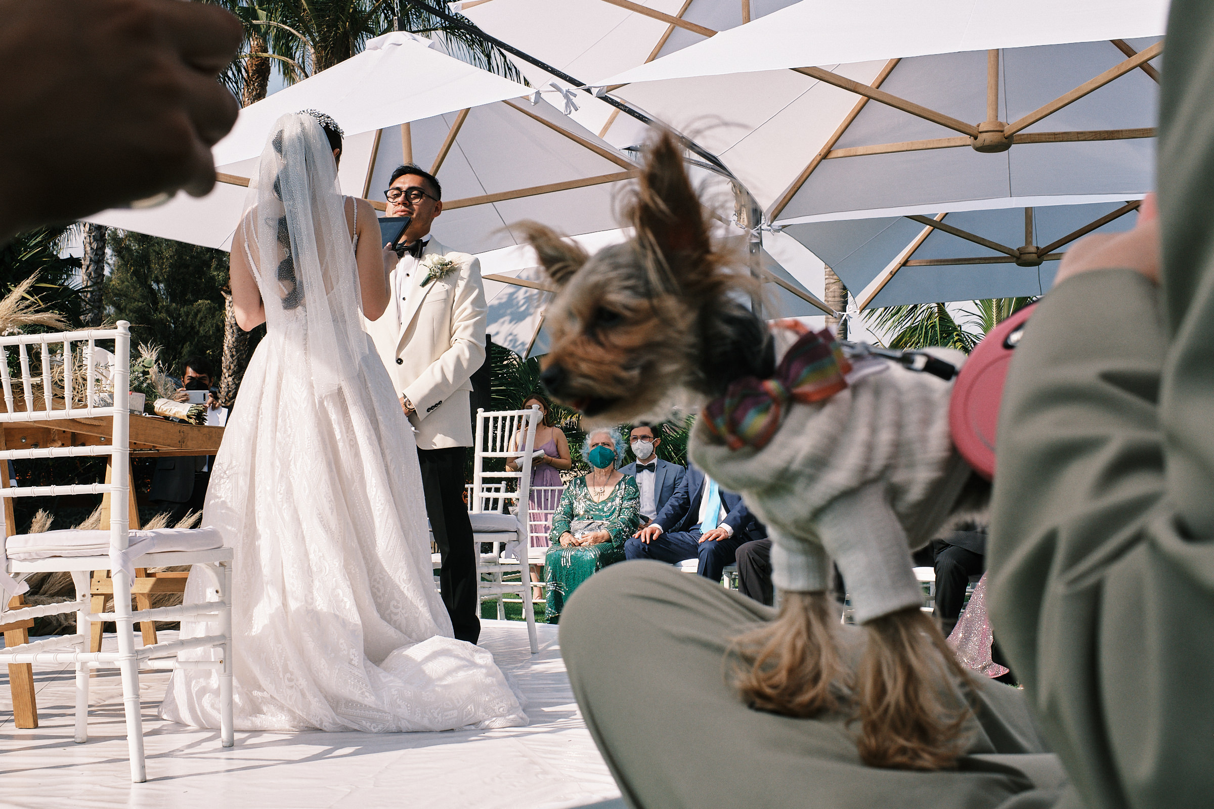 Dog Of Couple During Wedding Ceremony Vows